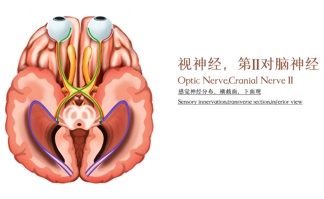 視神經萎縮治療