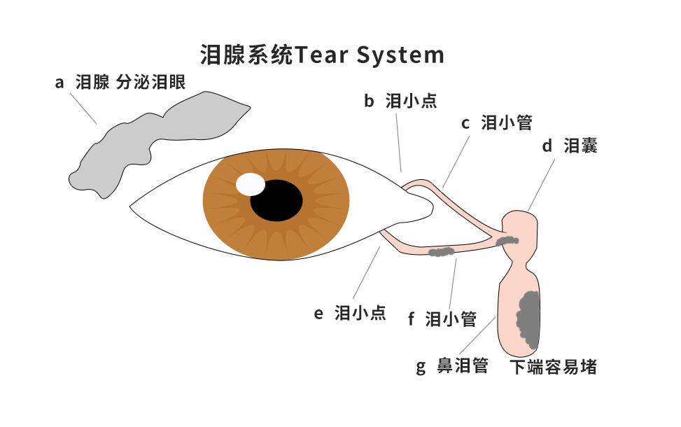 淚腺系統